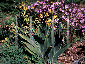 Picture of Iris domestica 'Hello Yellow'