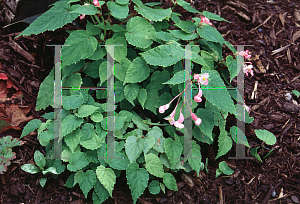 Picture of Begonia sinensis 