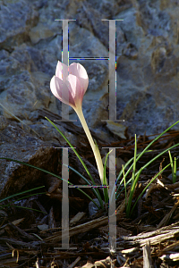Picture of Crocus goulimyi 
