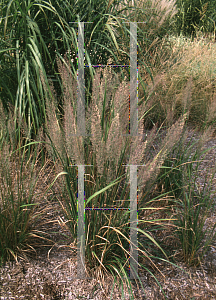 Picture of Calamagrostis arundinacea 