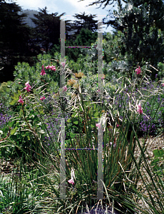 Picture of Dierama pulcherrimum 