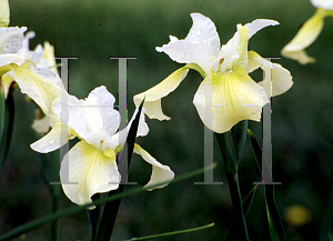 Picture of Iris sibirica 'Butter and Sugar'