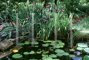 Picture of Iris louisiana hybrids 'Black Gamecock'