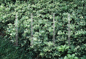 Picture of Pachysandra terminalis 'Silver Edge'
