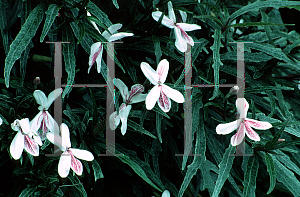 Picture of Pseuderanthemum sinuatum 'Tricolor'