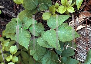 Picture of Toxicodendron radicans 