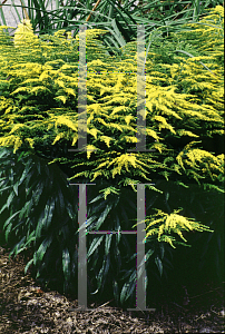 Picture of Solidago canadensis 'Crown of Rays'