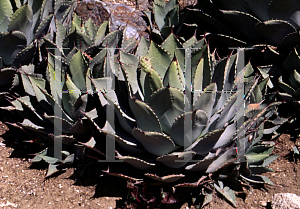 Picture of Agave parryi 