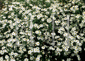 Picture of Boltonia asteroides 'Snowflake'