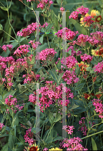 Picture of Centranthus ruber 