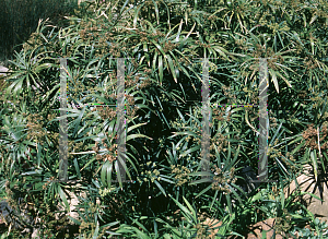 Picture of Cyperus alternifolius 