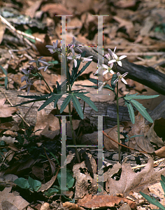 Picture of Cardamine laciniata 