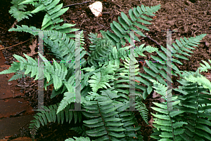 Picture of Dryopteris cycadina 