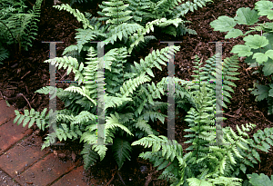 Picture of Dryopteris lacera 