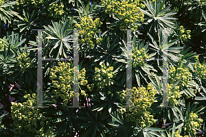 Picture of Euphorbia lambii 
