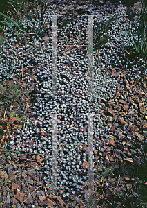 Picture of Sedum spathulifolium 'Cape Blanco'