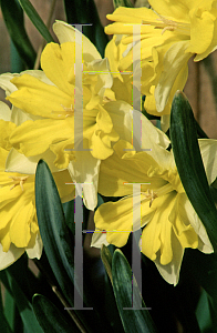 Picture of Narcissus  'Mistral'