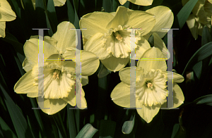 Picture of Narcissus  'St. Patrick's Day'