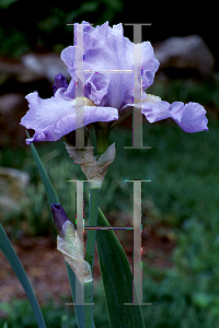 Picture of Iris germanica 'Crystal Blue'