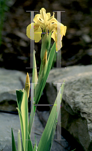 Picture of Iris pseudacorus 