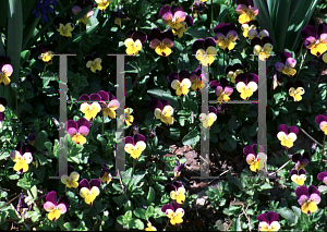 Picture of Viola tricolor 
