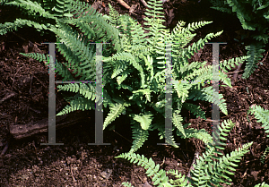 Picture of Woodsia polystichoides 