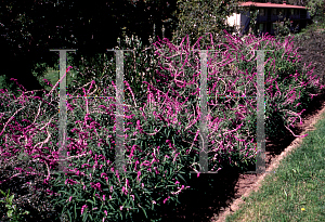 Picture of Salvia leucantha 