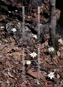 Picture of Sanguinaria canadensis 