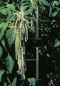 Picture of Amaranthus caudatus 'Viridis'