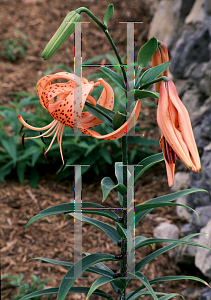 Picture of Lilium lancifolium 