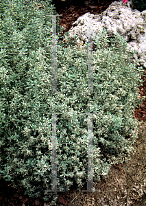 Picture of Thymus vulgaris 'Argenteus'