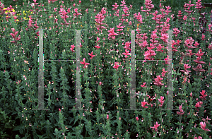 Picture of Horminum pyrenaicum 'Pink Sunday'