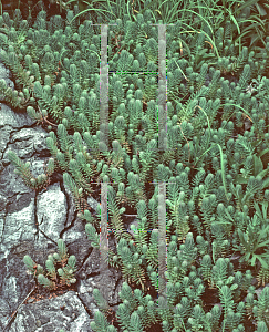 Picture of Sedum lanceolatum 