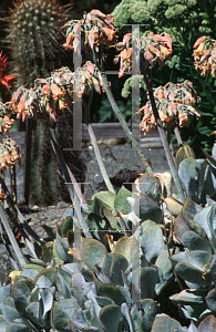 Picture of Cotyledon orbiculata 
