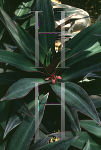 Picture of Tradescantia spathacea 