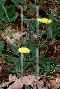 Picture of Pilosella officinarum 