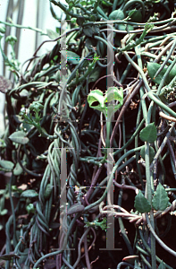 Picture of Ceropegia sandersoniae 