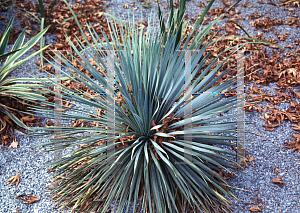 Picture of Yucca rostrata 