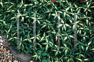 Picture of Peristrophe hyssopifolia 'Aureo-variegata'