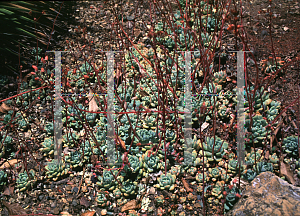 Picture of Echeveria amoena 