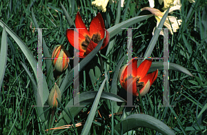 Picture of Tulipa whittallii 