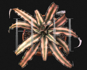 Picture of Cryptanthus bivittatus 