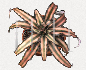 Picture of Cryptanthus bivittatus 