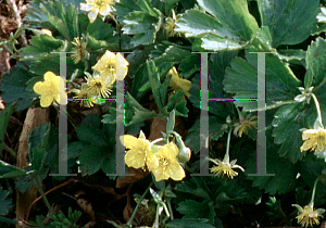 Picture of Waldsteinia ternata 