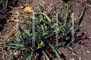 Picture of Albuca canadensis 