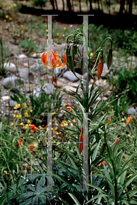 Picture of Lilium columbianum 