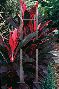 Picture of Cordyline terminalis 