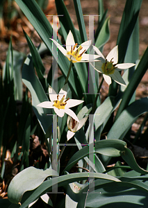 Picture of Tulipa turkestanica 