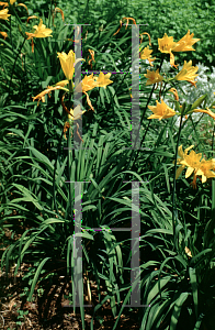 Picture of Hemerocallis middendorffii 