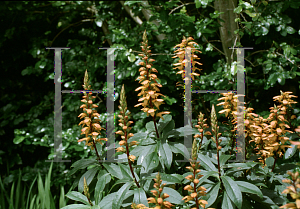 Picture of Isoplexis canariensis 